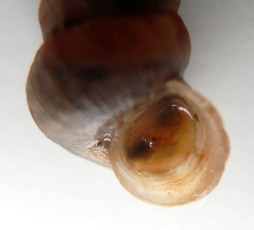 Cochlostoma da identificare